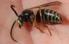 Dolichovespula sp.